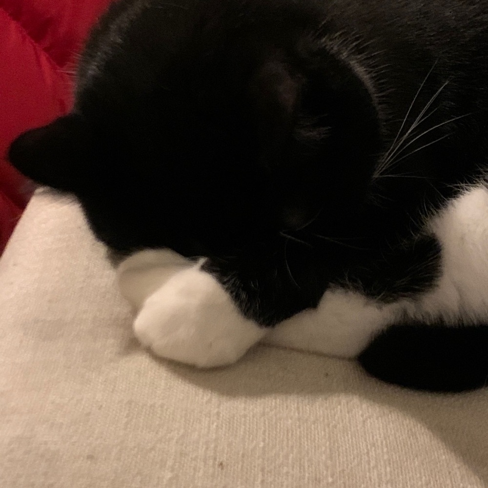 Meet your Posher, Penny